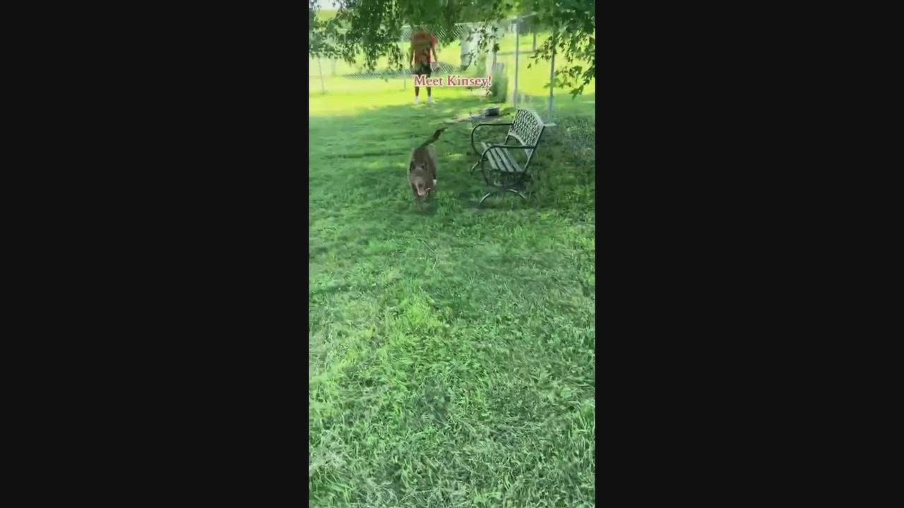 Enlarge Kenzie (Obedience Trained), an adoptable mixed breed in Maryville, MO video 2/6