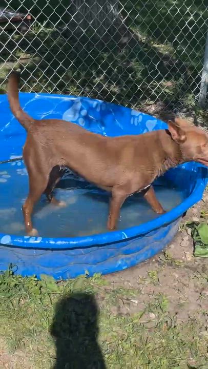 Enlarge Kenzie (Obedience Trained), an adoptable mixed breed in Maryville, MO video 5/6