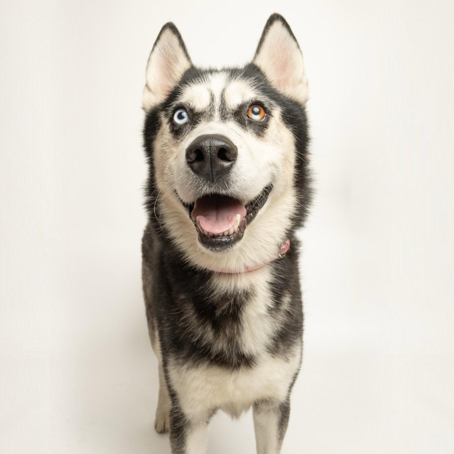 Slowbro, Adopted, Adult Male Husky.
