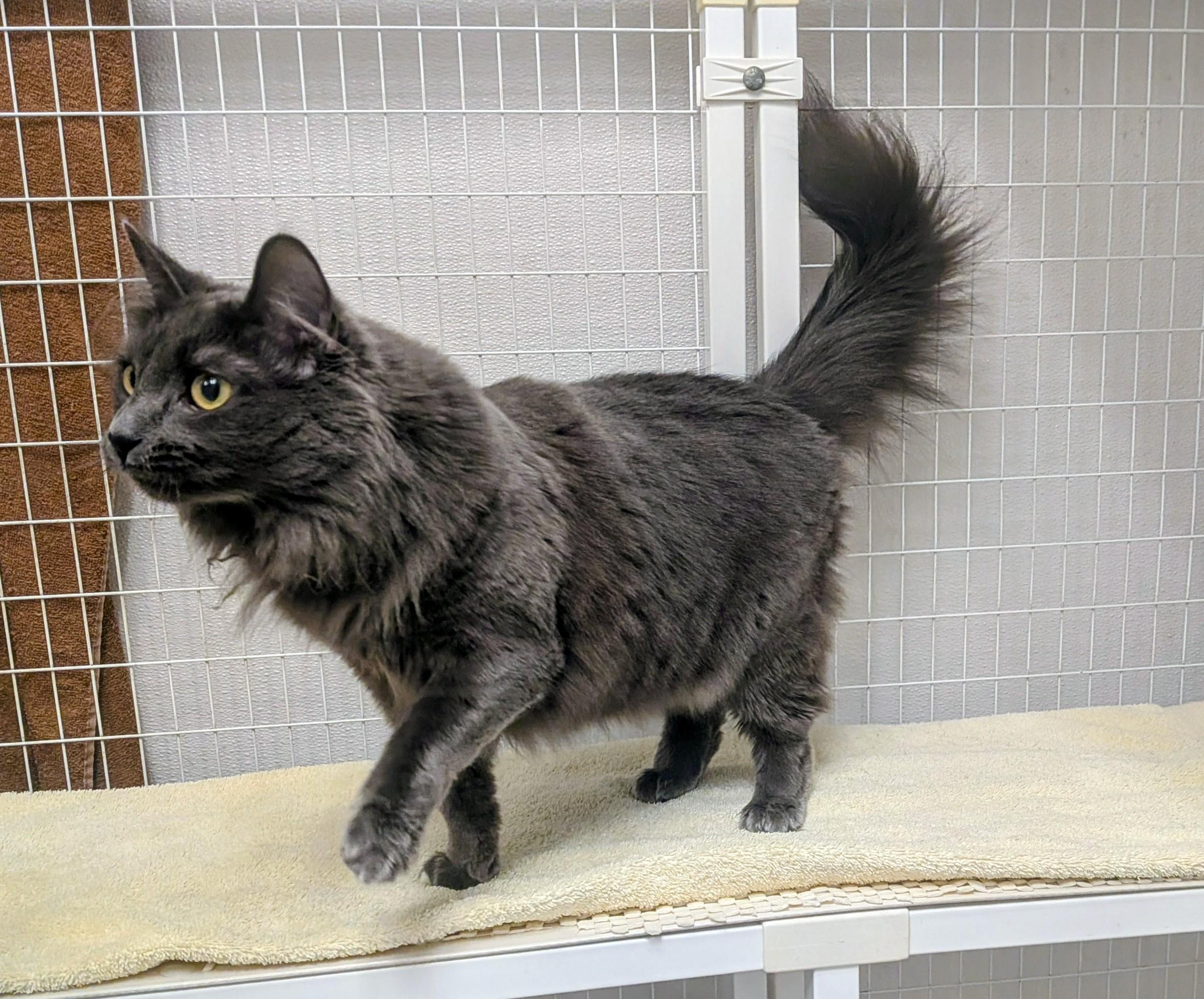 Enlarge Casey, a ADOPTABLE Domestic Medium Hair in Medfield, MA image 5/5