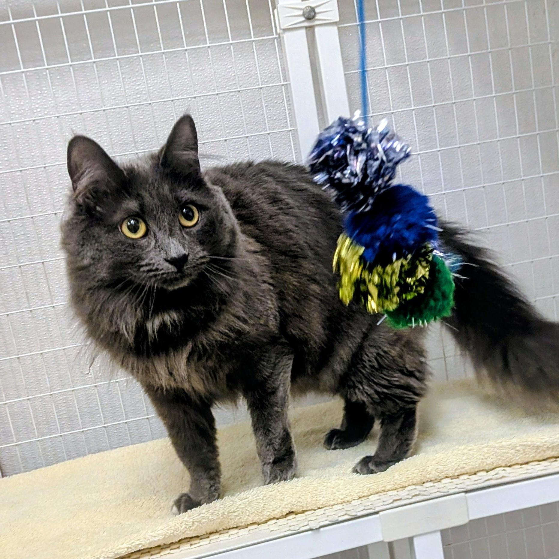 Enlarge Casey, a ADOPTABLE Domestic Medium Hair in Medfield, MA image 2/5