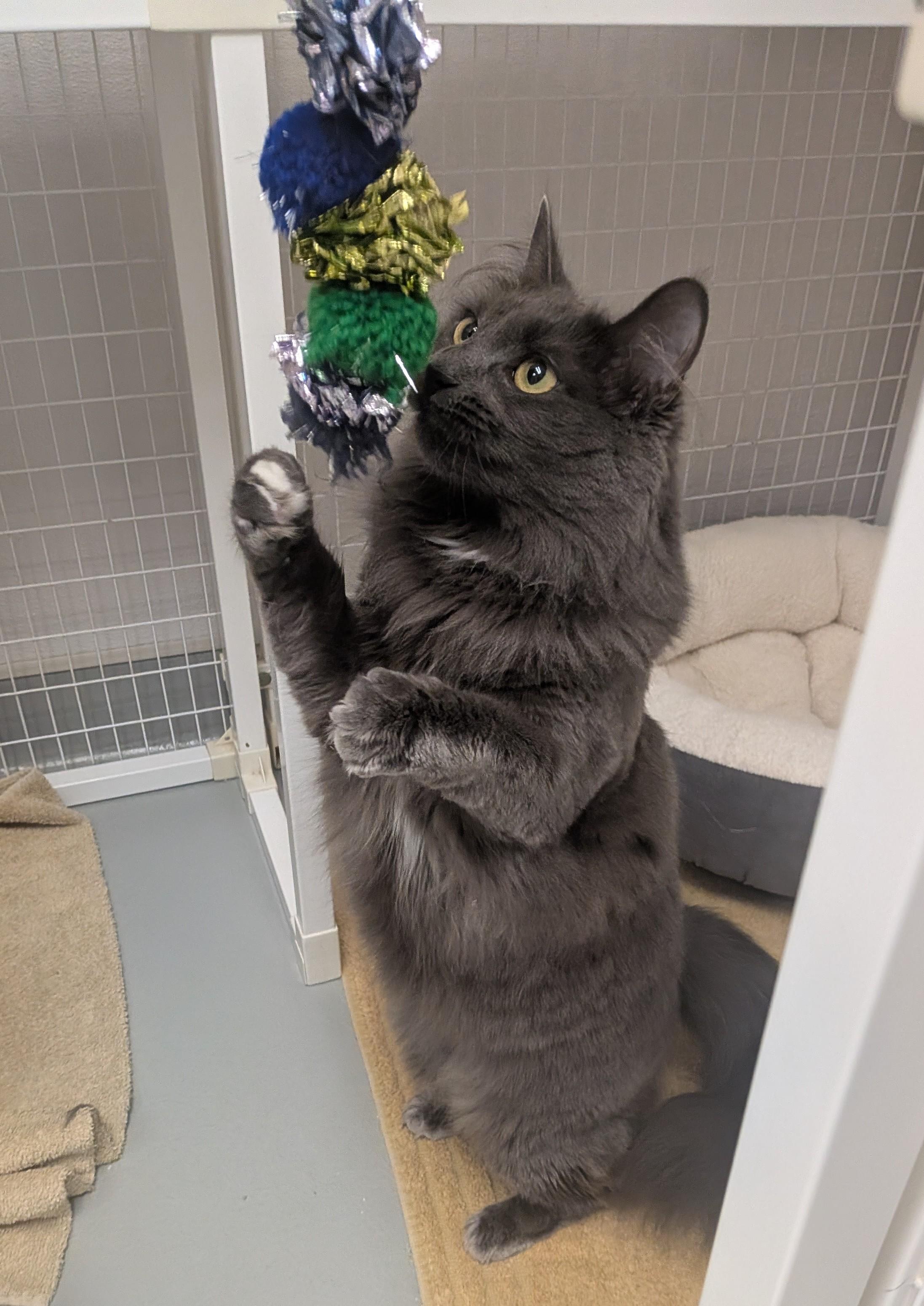 Enlarge Casey, a ADOPTABLE Domestic Medium Hair in Medfield, MA image 4/5