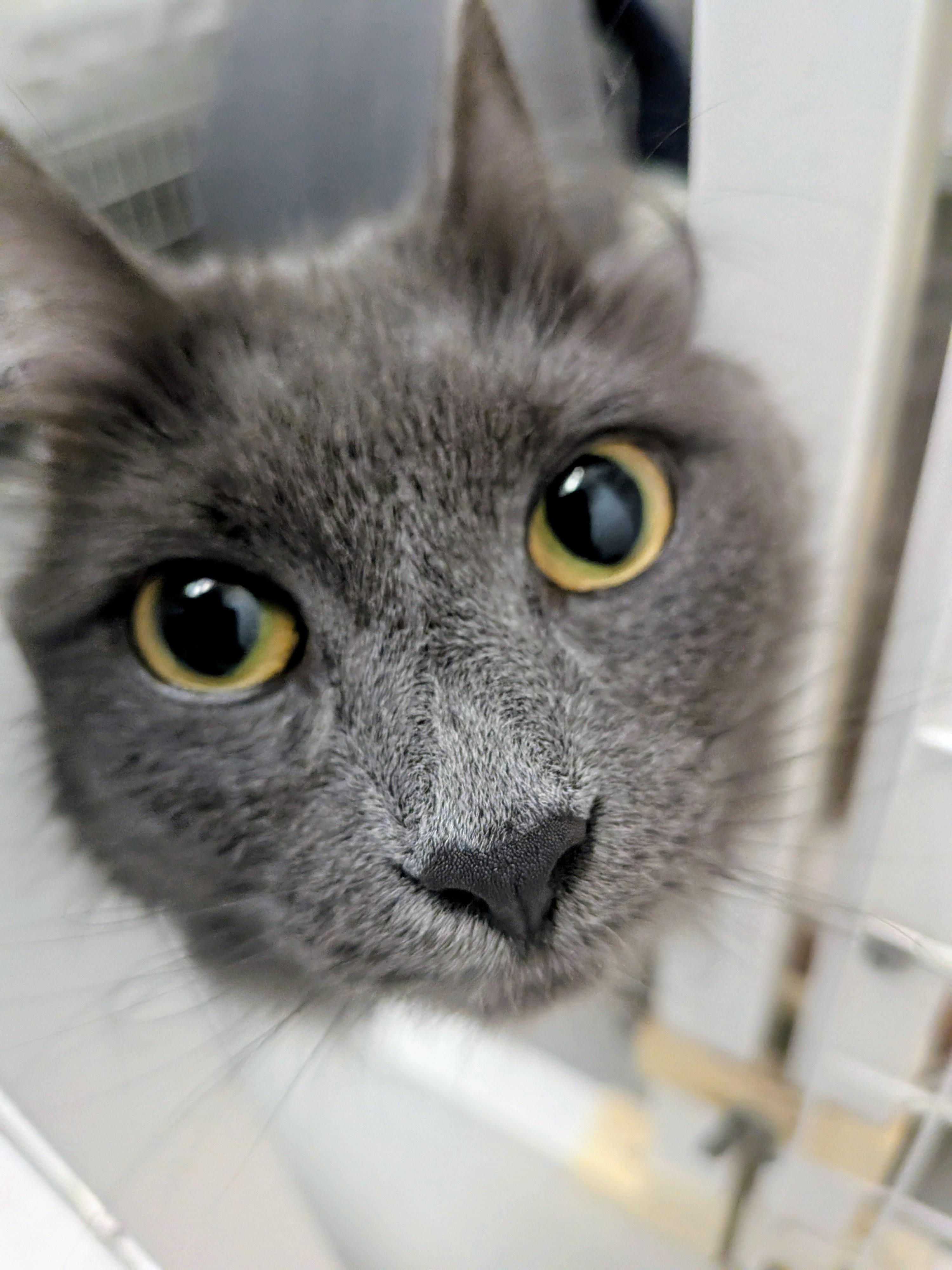 Enlarge Casey, a ADOPTABLE Domestic Medium Hair in Medfield, MA image 3/5