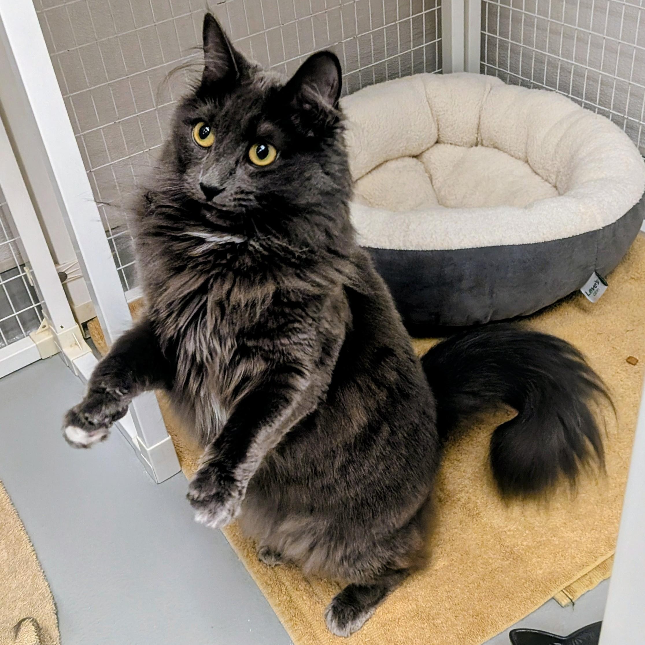 Enlarge Casey, a ADOPTABLE Domestic Medium Hair in Medfield, MA image 1/5