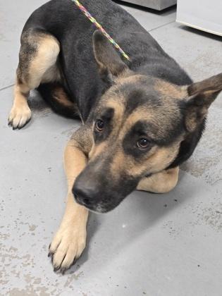 Pepper, a ADOPTABLE mixed breed in Sacramento, CA image 2/2