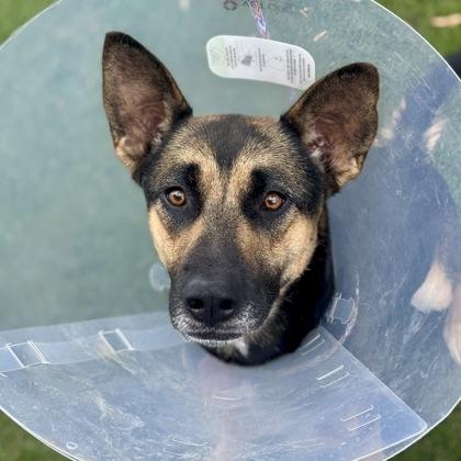 Pepper, ADOPTABLE, Young Female German Shepherd Dog.