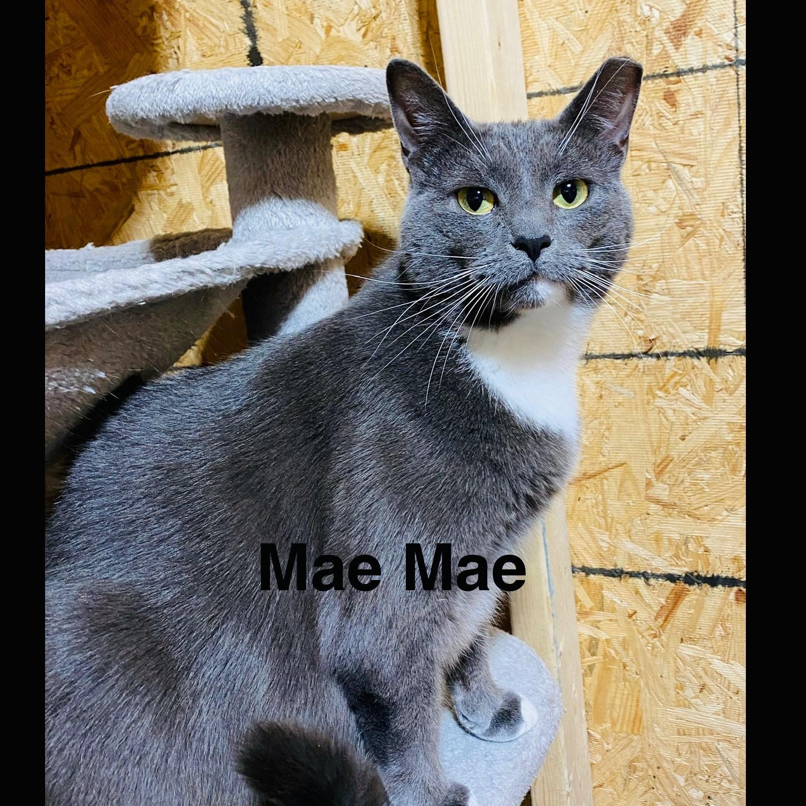 Mae Mae, Adoptable, Adult Female Domestic Short Hair.