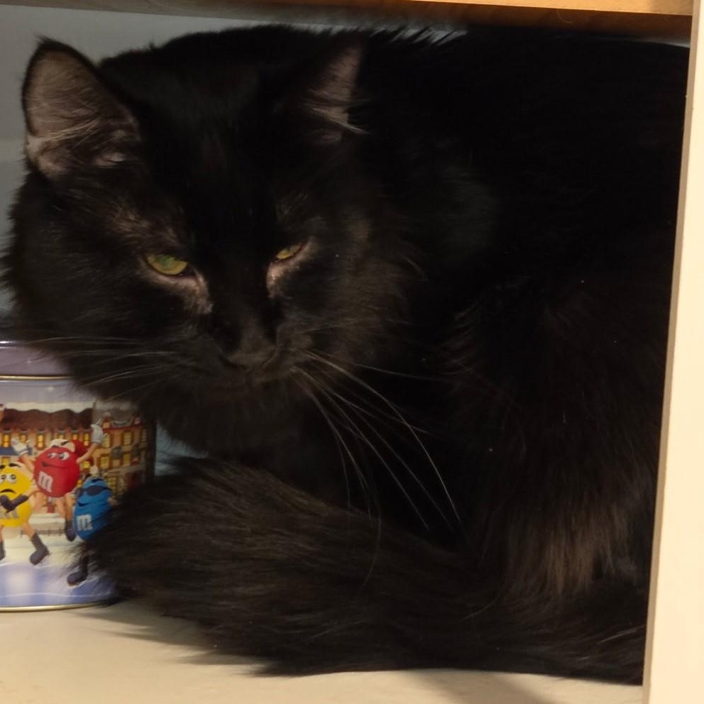 Steve, an adoptable Domestic Long Hair in west Warwick, RI_image-1