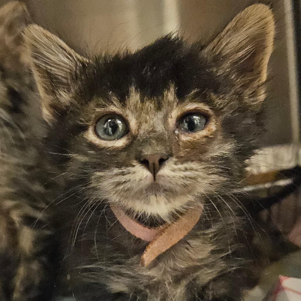 Enlarge Nougat, a Adoptable Domestic Long Hair in Bentonville, AR image 1/4