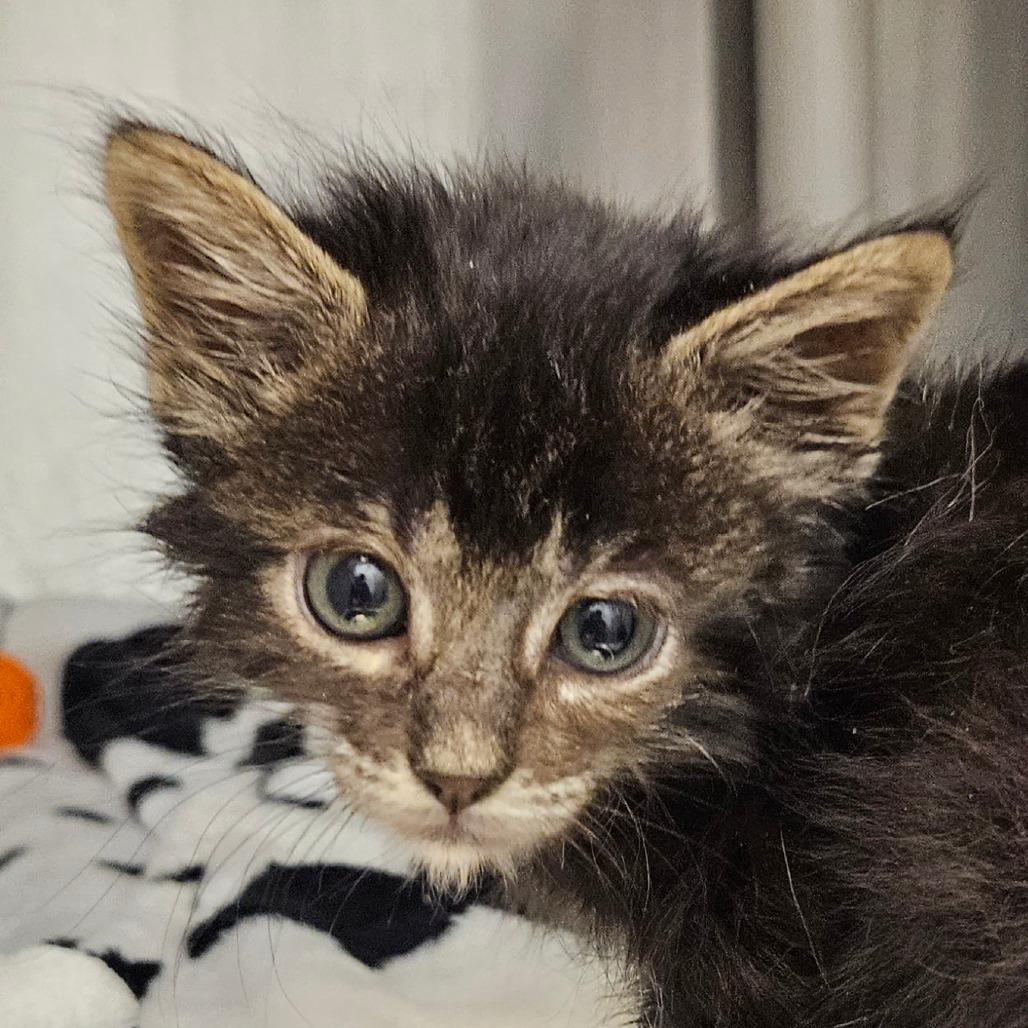 Enlarge Nougat, a Adoptable Domestic Long Hair in Bentonville, AR image 3/4