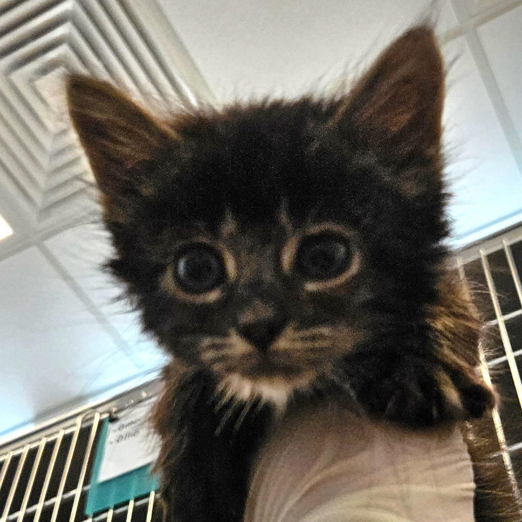 Enlarge Nougat, a Adoptable Domestic Long Hair in Bentonville, AR image 4/4