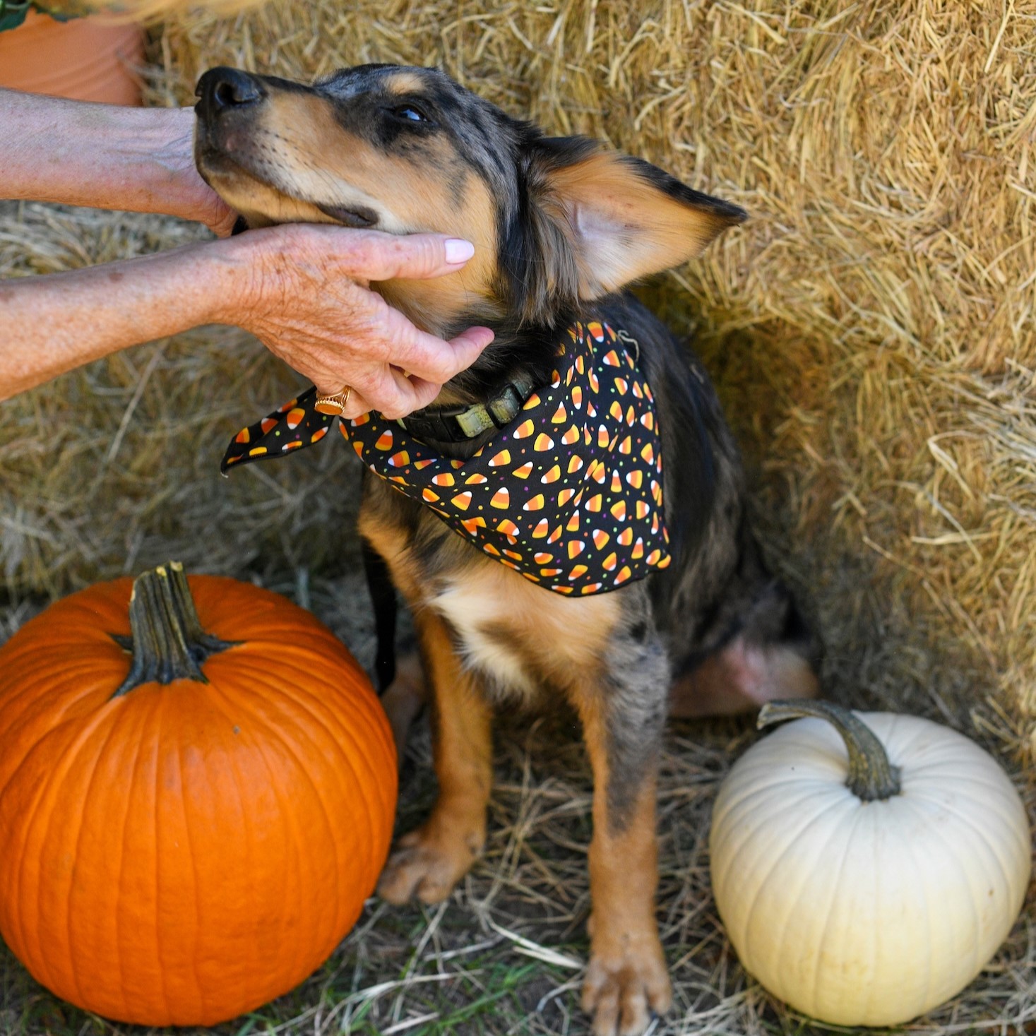 Dog for adoption Tanner, an Australian Shepherd Mix in Argyle, NY