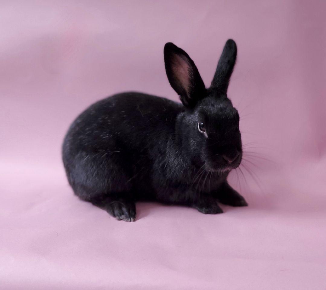 Airport, a Adoptable mixed breed in Los Angeles, CA image 1/6