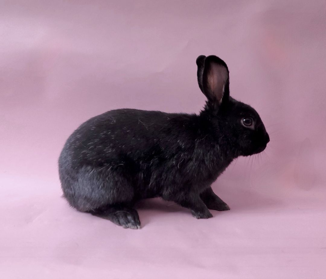 Airport, a Adoptable mixed breed in Los Angeles, CA image 2/6