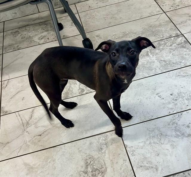 JADE, Adoptable, Puppy Female Staffordshire Bull Terrier & Mixed Breed.