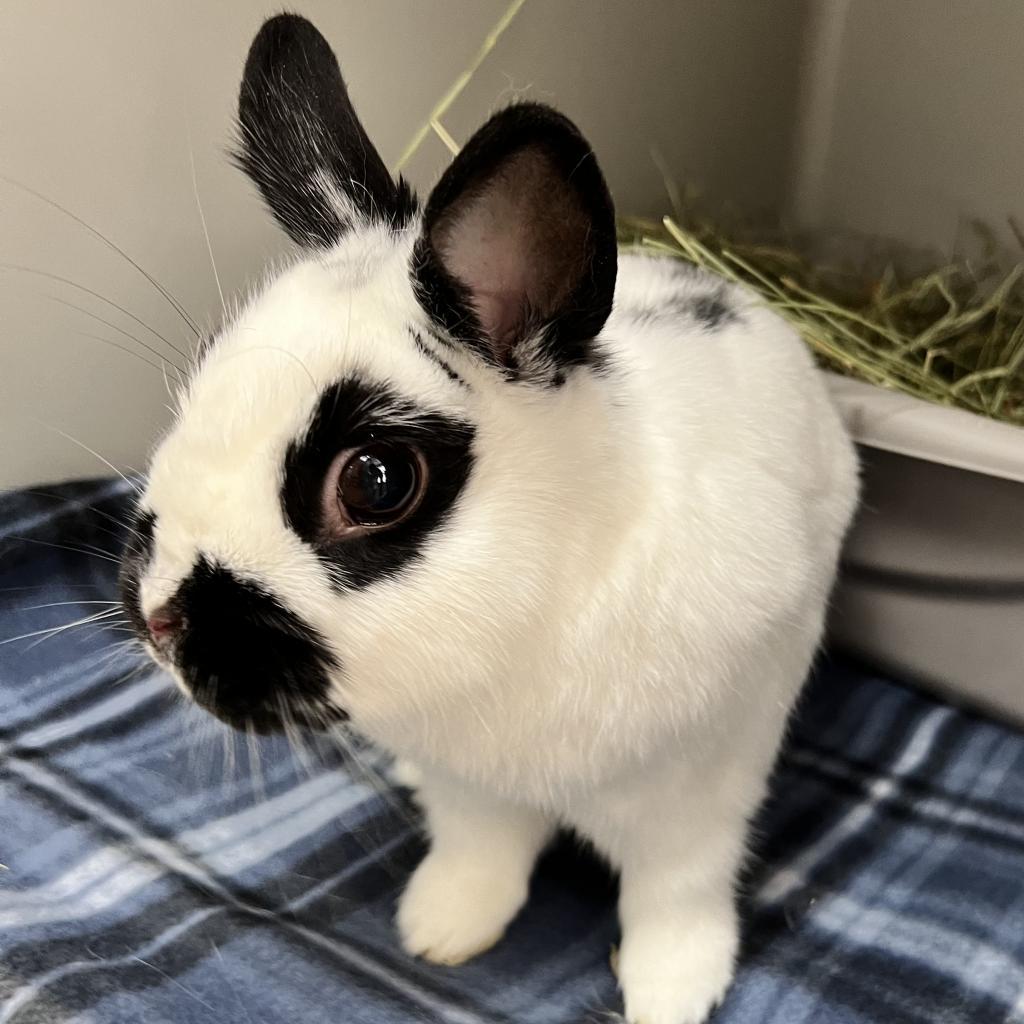 Piper, Adoptable, Adult Female Netherland Dwarf & English Spot.