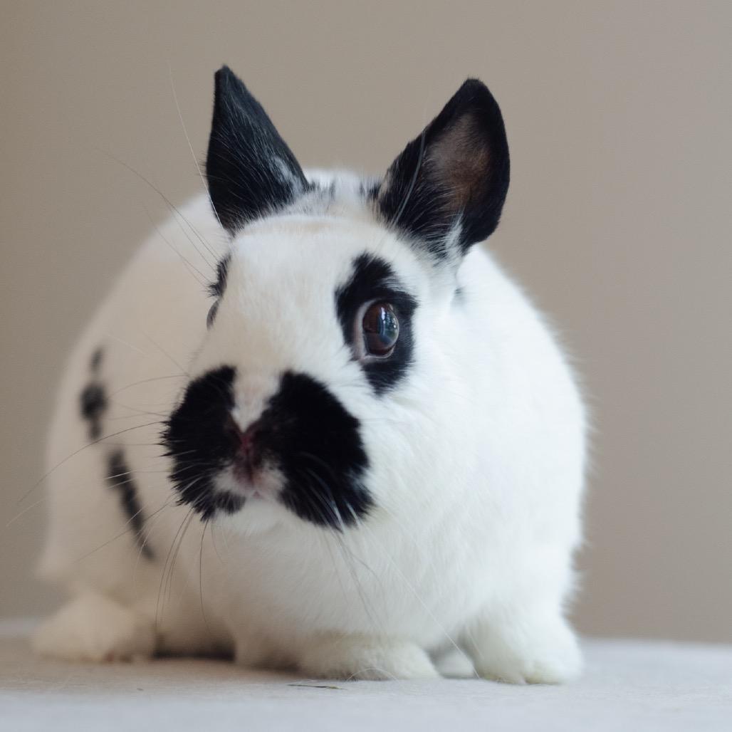 Enlarge Piper, a Adoptable mixed breed in Kennesaw, GA image 2/2