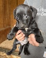 Zoey, Adoptable, Young Female Mixed Breed.