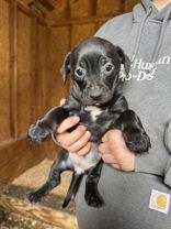 Zoey, a Adoptable mixed breed in Madras, OR image 2/2