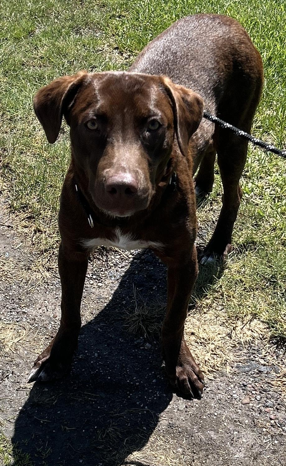 Rollo