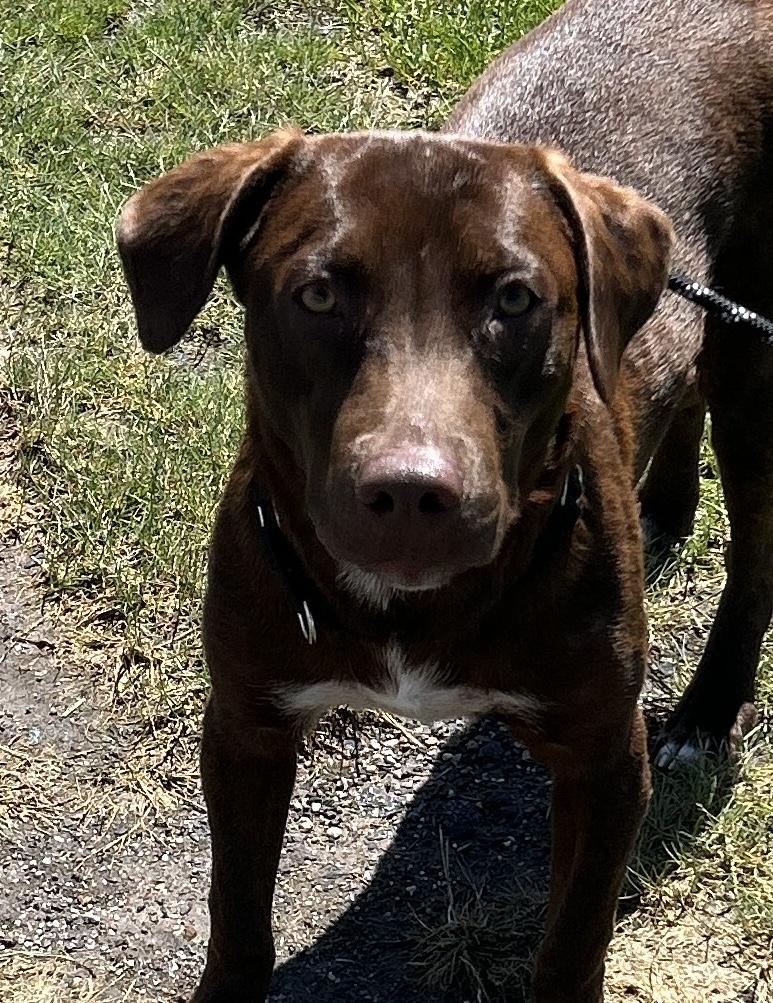 Rollo