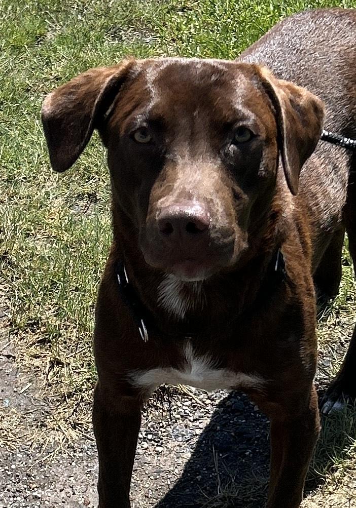 Discount chocolate lab corgi Online Welsh Corgi Lab Chocolate Lab Corgi Mix 2025 reputable