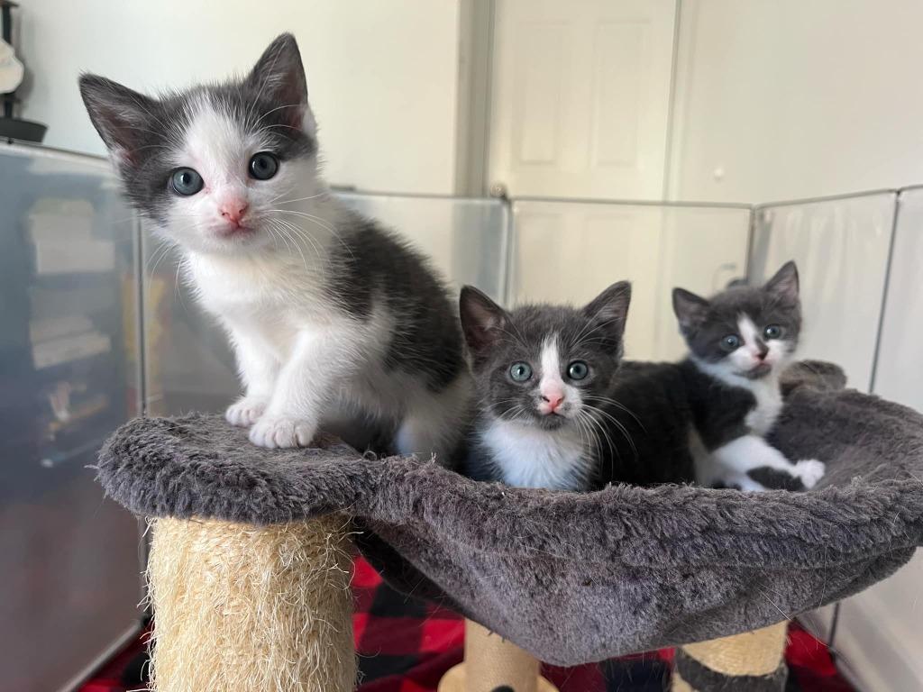 Triangle, Adopted, Kitten Female Domestic Short Hair.