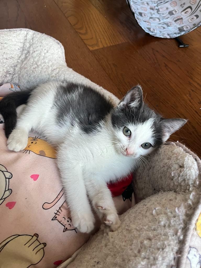 Enlarge Triangle, a Adopted mixed breed in Parkville, MD image 2/6