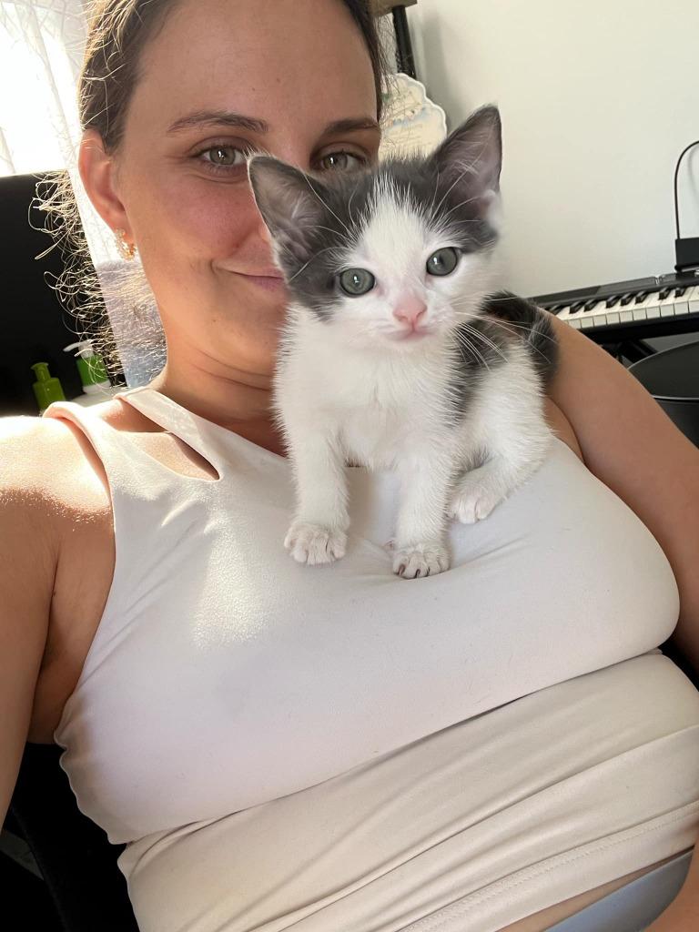 Enlarge Triangle, a Adopted mixed breed in Parkville, MD image 3/6