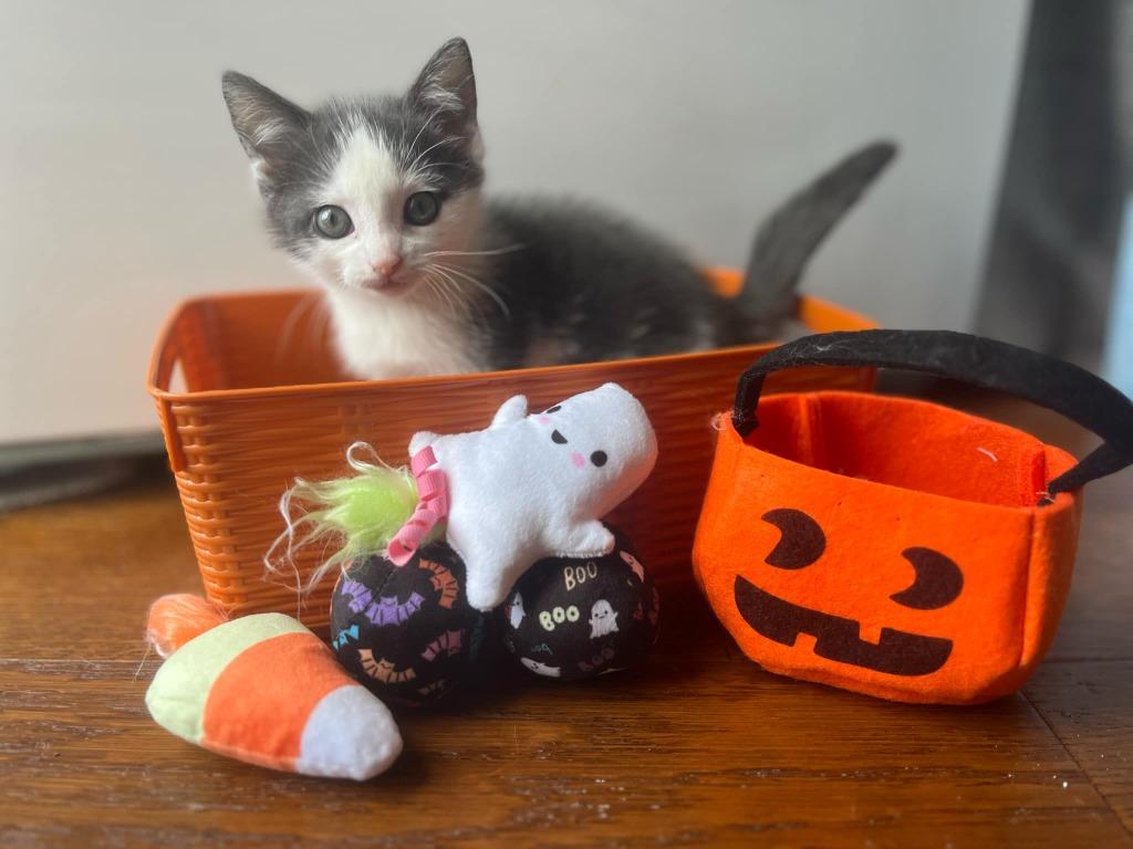 Enlarge Triangle, a Adopted mixed breed in Parkville, MD image 5/6