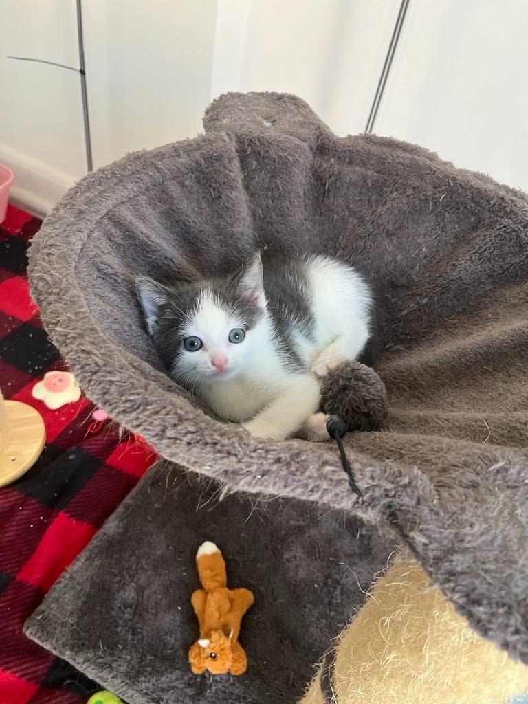 Enlarge Triangle, a Adopted mixed breed in Parkville, MD image 6/6