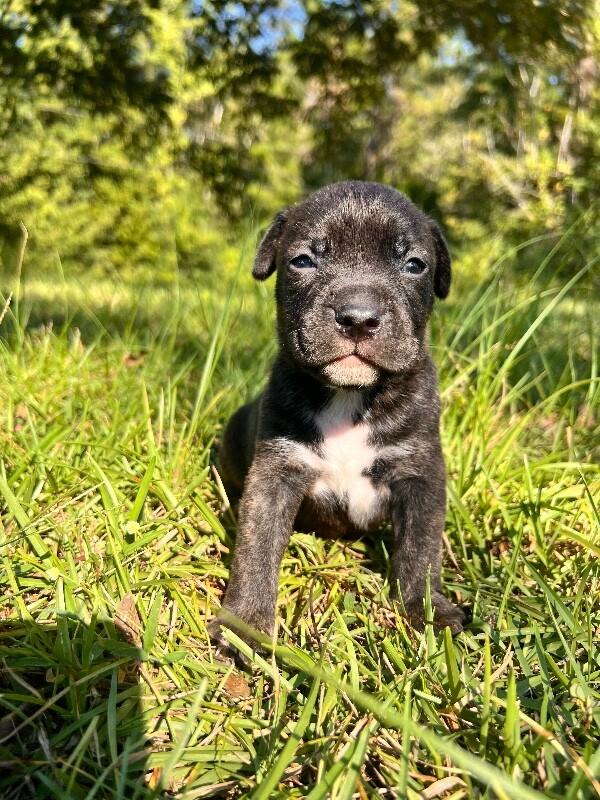Pixel, Adoptable, Puppy Male American Staffordshire Terrier & Mixed Breed.