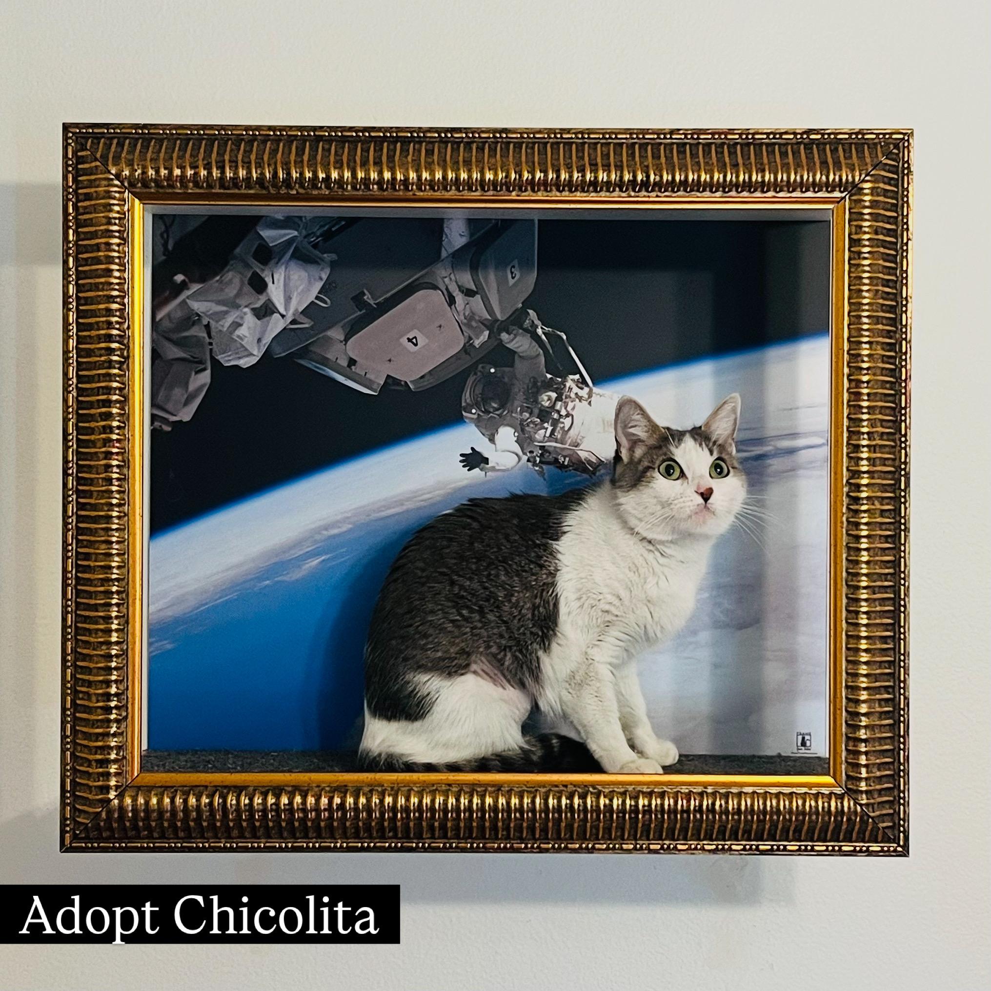 Chicolita, a ADOPTABLE mixed breed in Santa Clarita, CA image 1/2