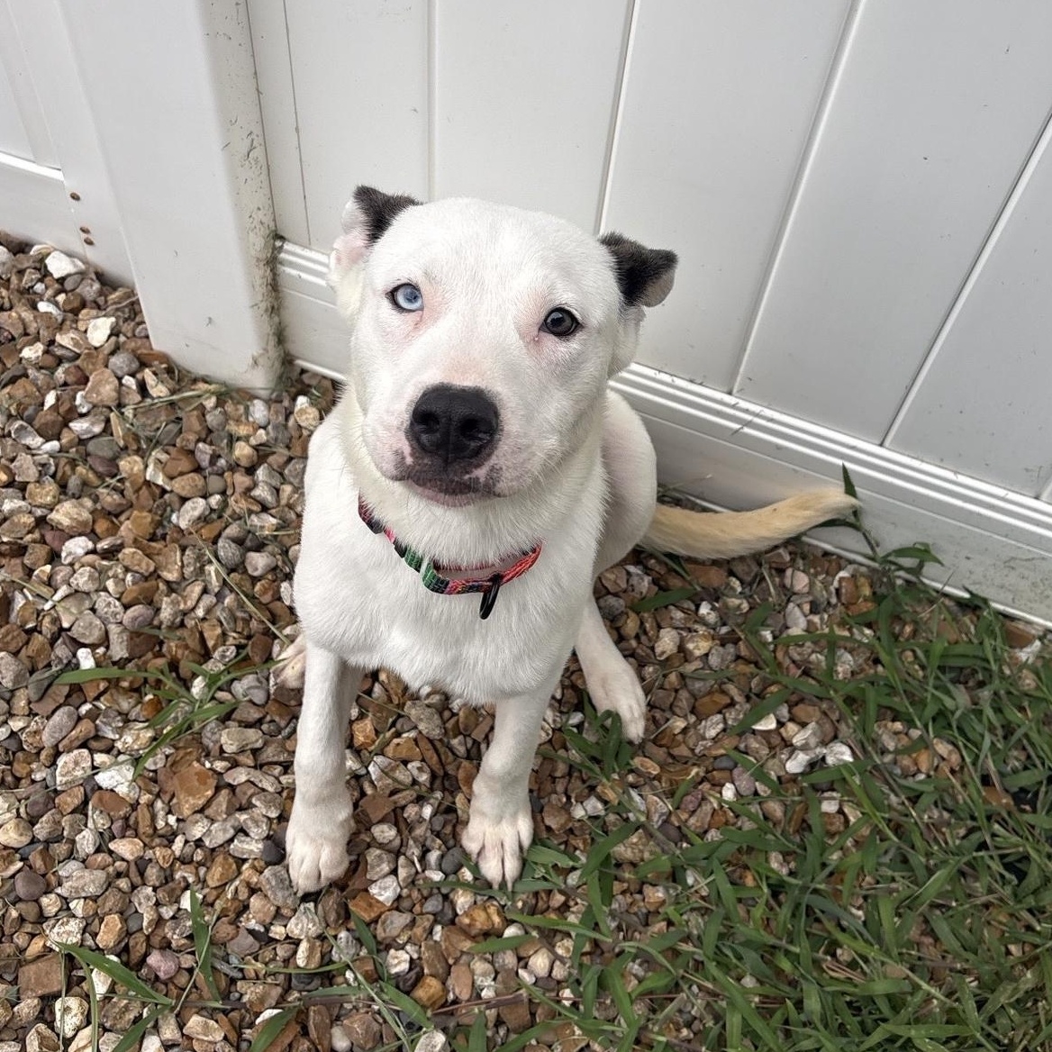 Enlarge Robbie, a ADOPTABLE mixed breed in Saint Charles, MO image 2/6