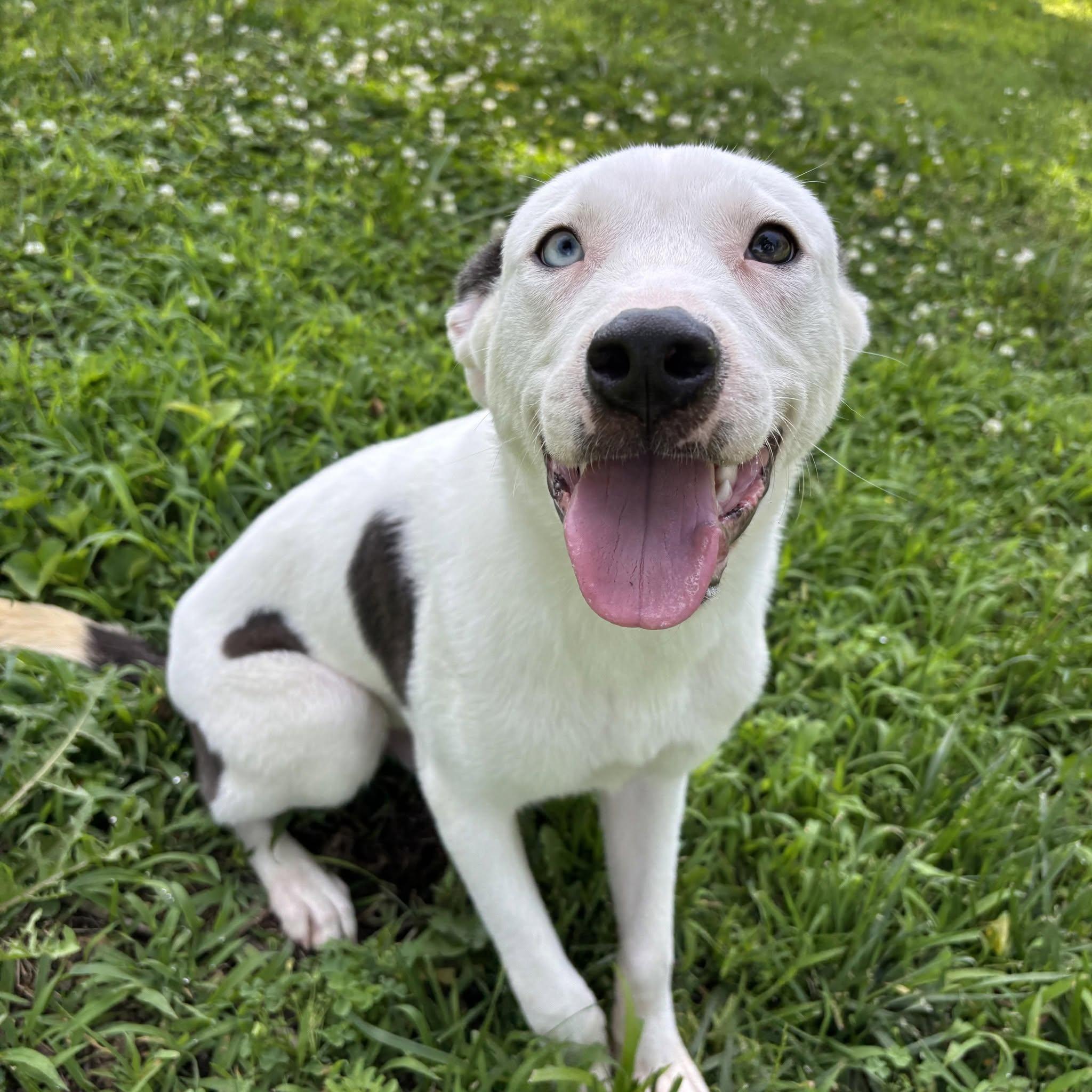 Robbie, ADOPTABLE, Puppy Male Husky.