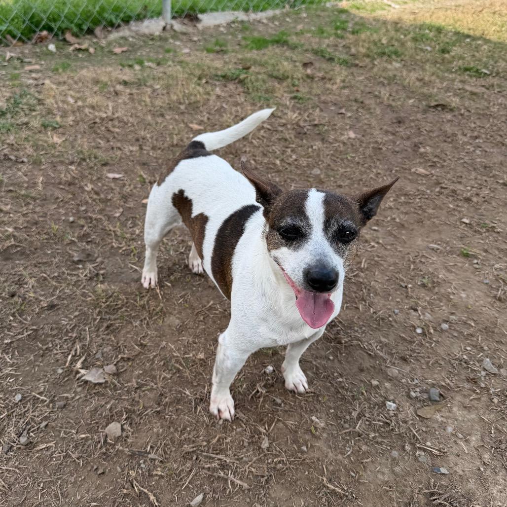Rugrat, Adoptable, Adult Female Rat Terrier & Mixed Breed.