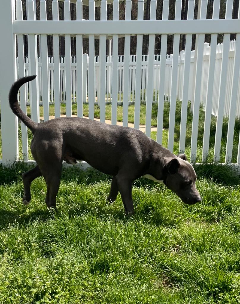Enlarge Zion, a Adoptable mixed breed in Mount Gilead, NC image 1/6
