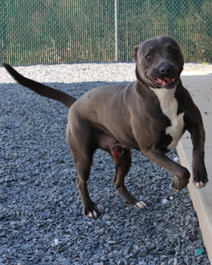 Enlarge Zion, a Adoptable mixed breed in Mount Gilead, NC image 2/6