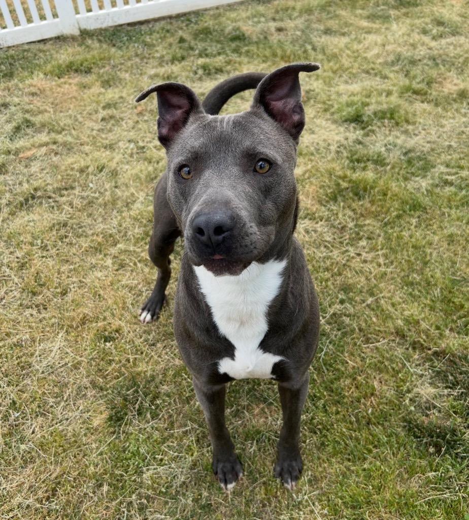 Enlarge Zion, a Adoptable mixed breed in Mount Gilead, NC image 3/6