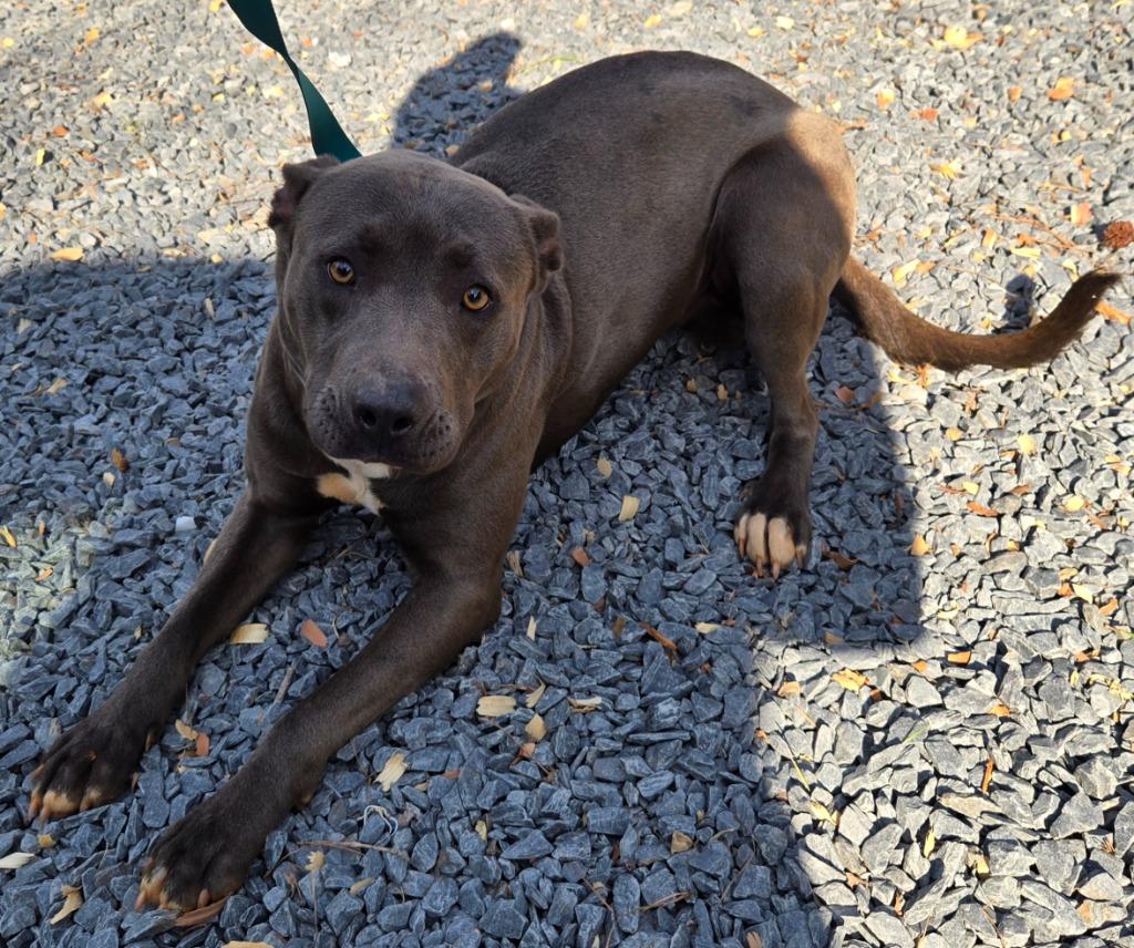 Zion, Adoptable, Young Male Mixed Breed.