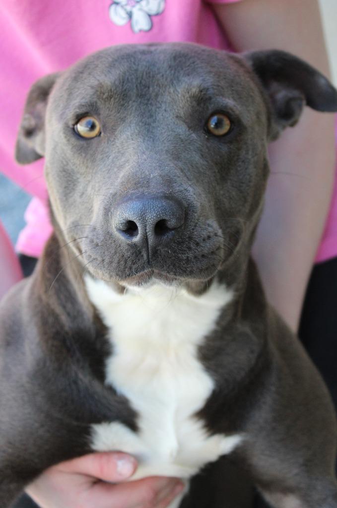 Enlarge Zion, a Adoptable mixed breed in Mount Gilead, NC image 5/6