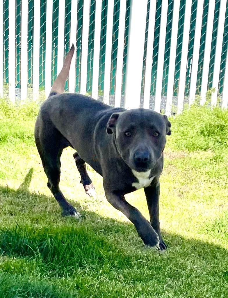 Enlarge Zion, a Adoptable mixed breed in Mount Gilead, NC image 6/6