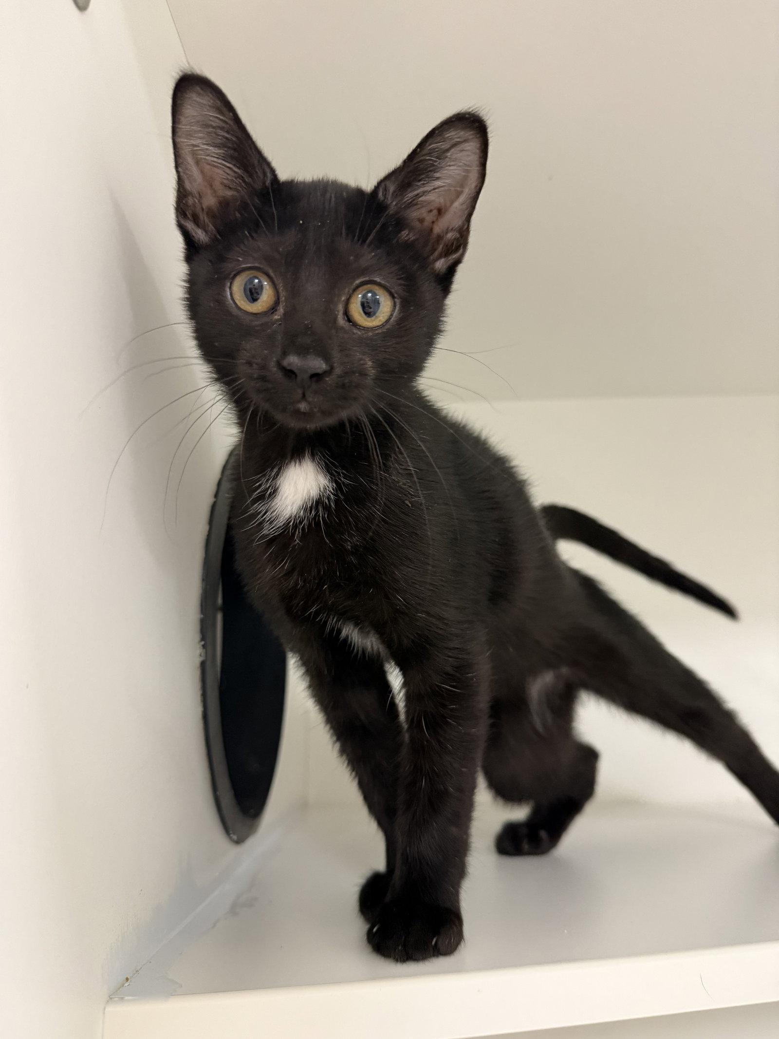 Boy Scout, Adopted, Kitten Male Domestic Short Hair.