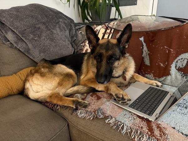 Phoebe (mcas), Adoptable, Adult Female German Shepherd Dog.