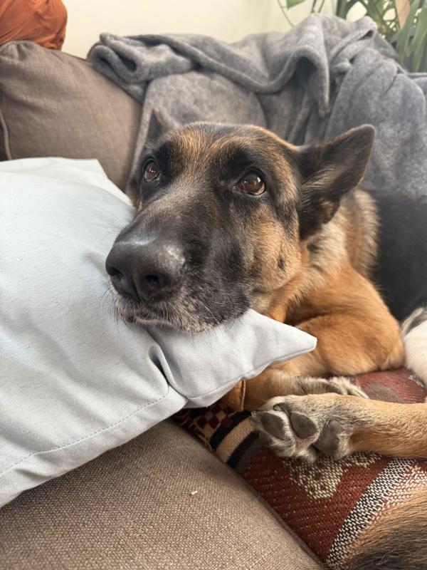 Enlarge Phoebe (mcas), a Adoptable mixed breed in Troutdale, OR image 2/5