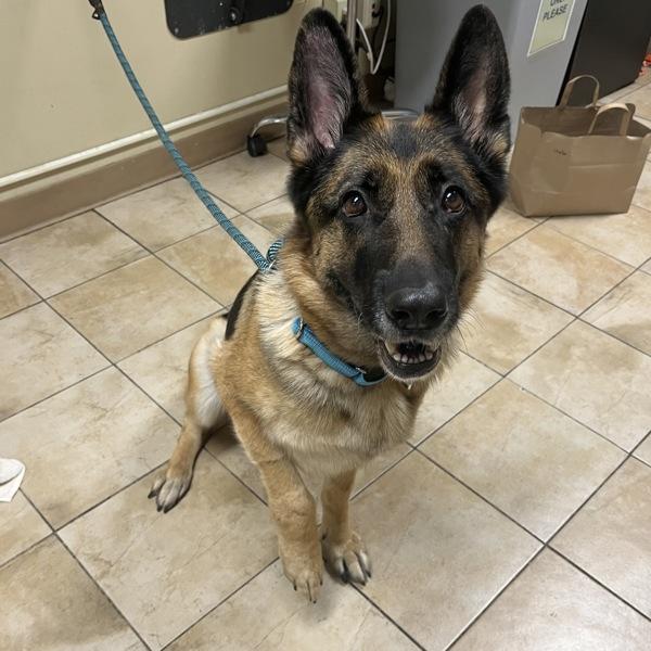 Enlarge Phoebe (mcas), a Adoptable mixed breed in Troutdale, OR image 3/5