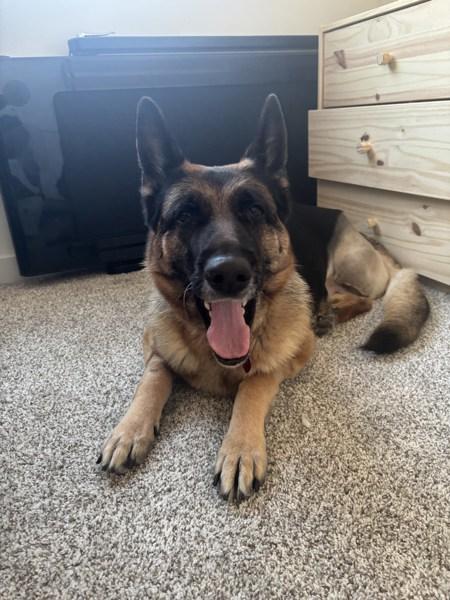 Enlarge Phoebe (mcas), a Adoptable mixed breed in Troutdale, OR image 4/5