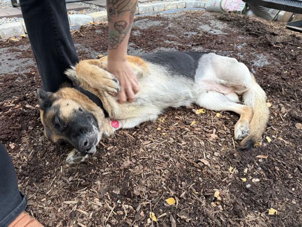 Enlarge Phoebe (mcas), a Adoptable mixed breed in Troutdale, OR image 5/5