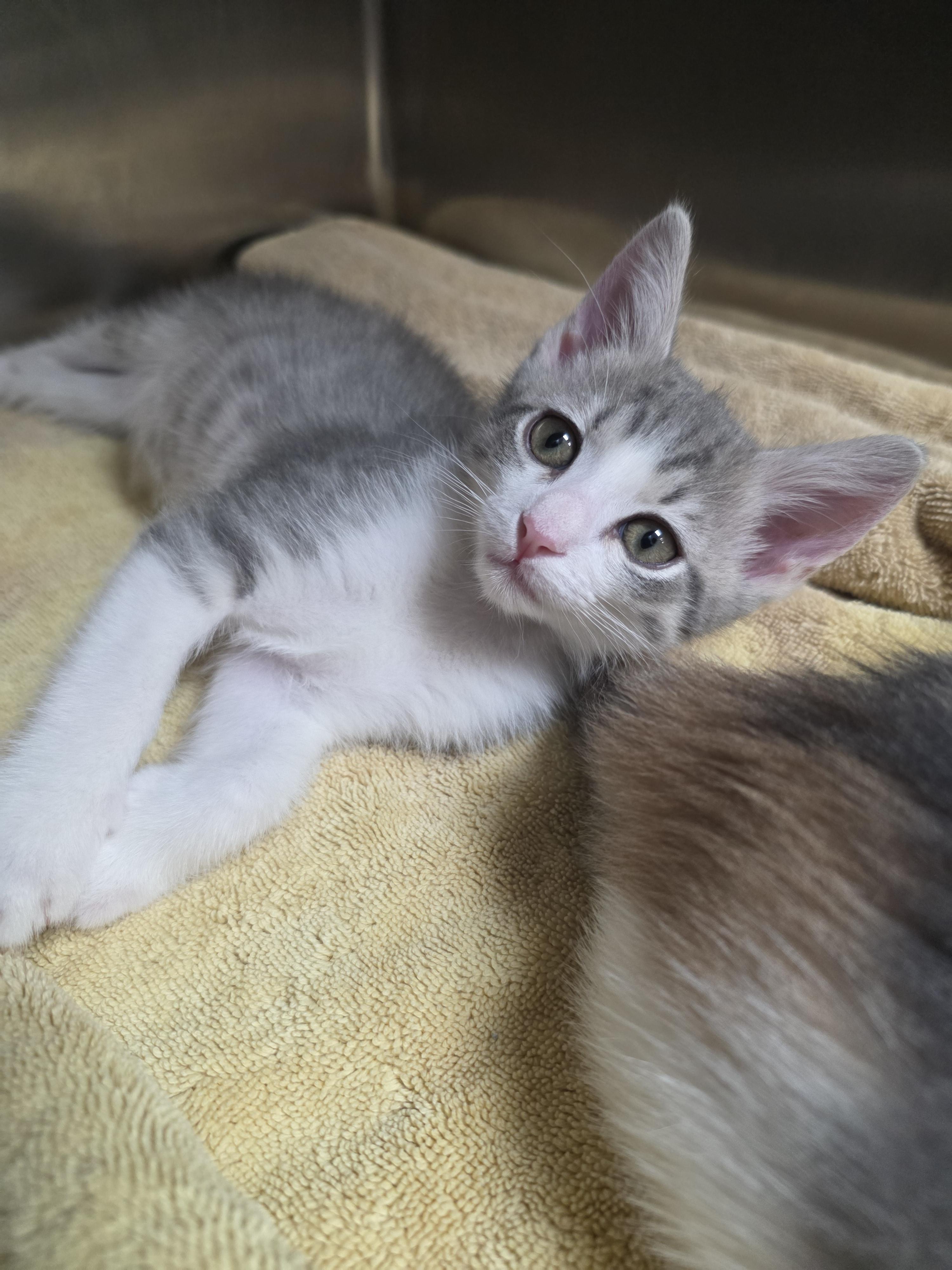 Enlarge Darby and Darcy, a Adoptable mixed breed in Mission Viejo, CA image 1/2