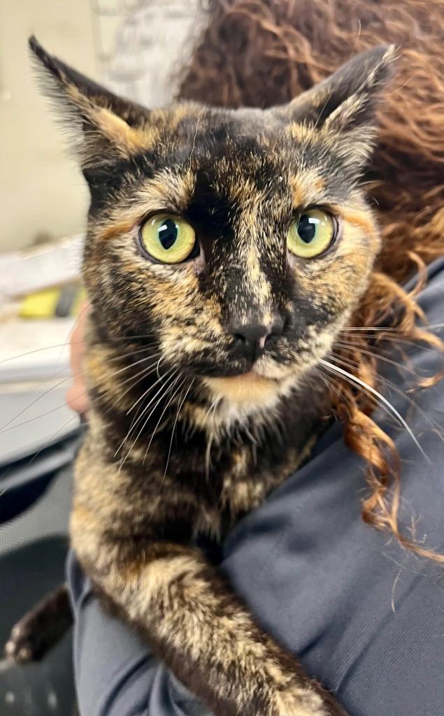 Enlarge Caroline, a Adoptable mixed breed in North Vernon, IN image 1/1